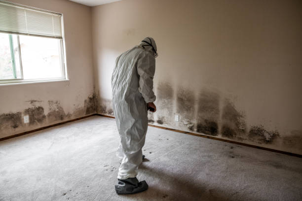 Biohazard Mold Removal in Daisetta, TX